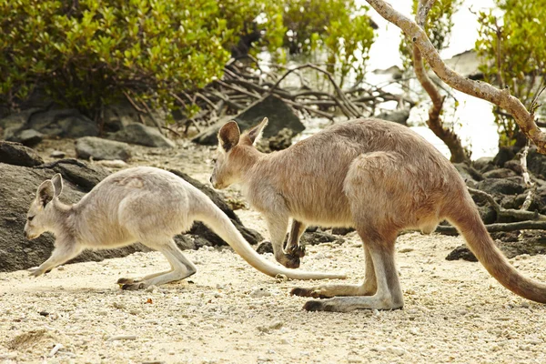 Kangaroo — Stock Photo, Image