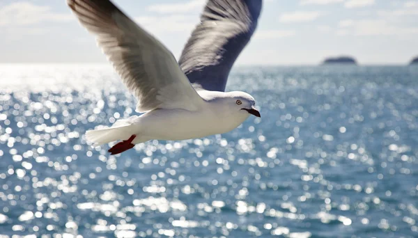 Silver gull — Stock Photo, Image