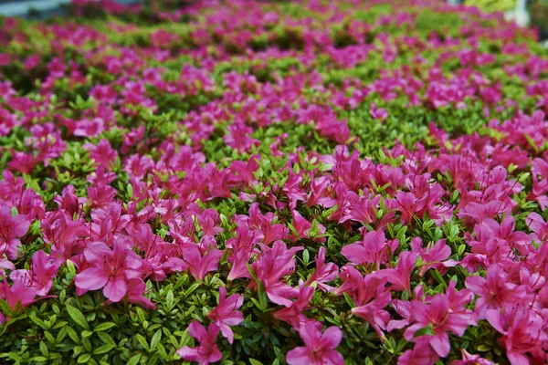 pink flower in garden