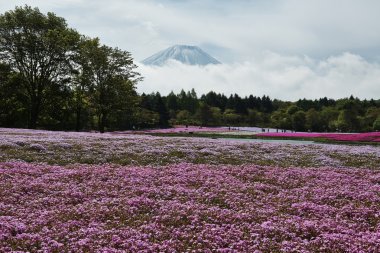Japonca