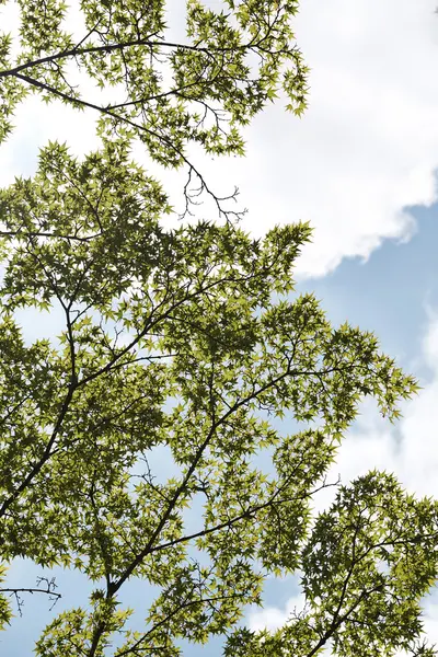 Baum im Himmel Hintergrund — Stockfoto