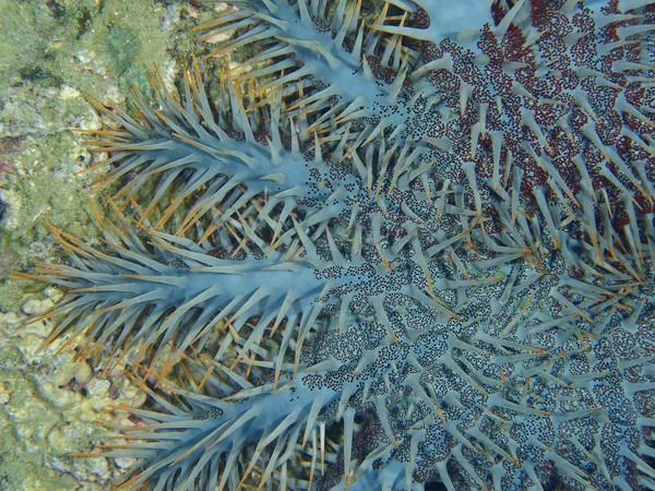 Bajo el agua —  Fotos de Stock