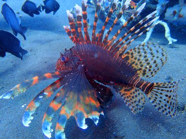 Turuncu aslan balığı