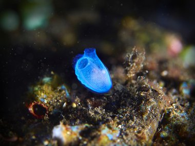 Deniz squirt