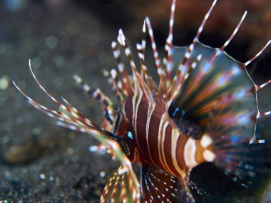 Turuncu aslan balığı