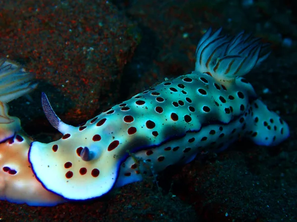 Nudibranch sea slugs — Stock Photo, Image