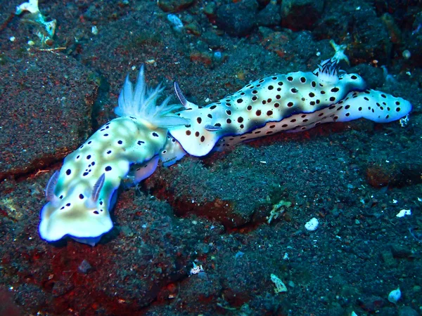 Nudibranch moře slimáci — Stock fotografie