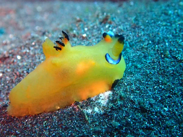 Siput laut Nudibranch — Stok Foto