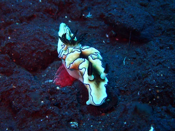 Ślimaki nagoskrzelne ślimaki morskie — Zdjęcie stockowe