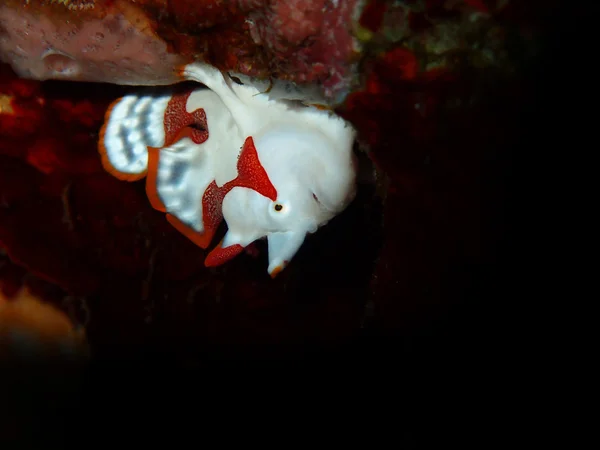 Fehér bohóc Frogfish — Stock Fotó