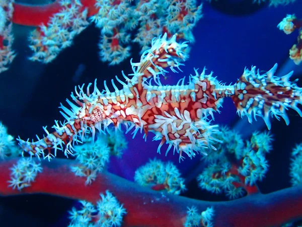 Ornate Ghost Pipefish — Stock Photo, Image