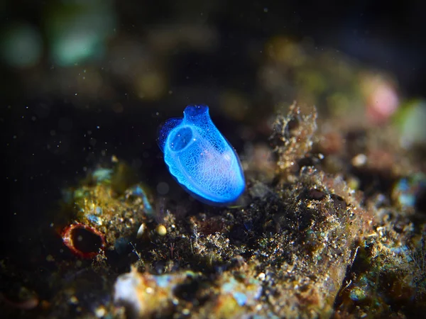 Sea squirt — Stock Photo, Image