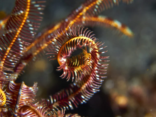 Hooded inktvis imiteren feather star wapens — Stockfoto