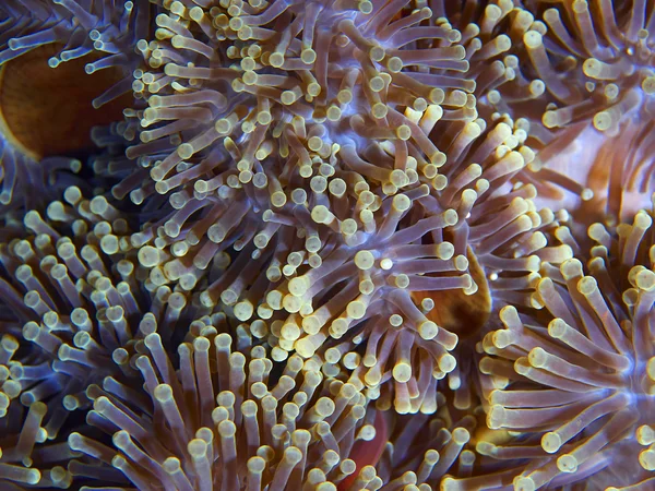 流动的海葵 — 图库照片