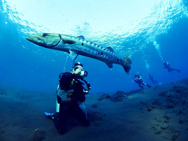 Barracuda balık