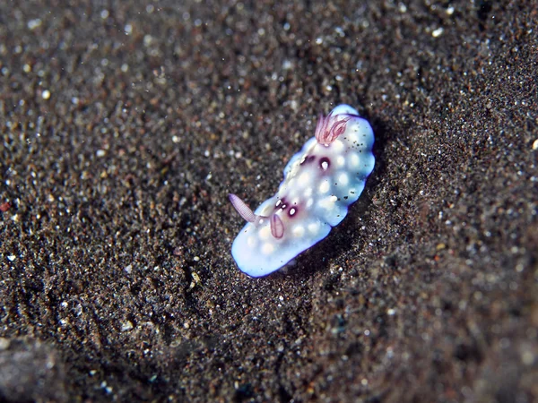 Морские слизни нудийской ветви — стоковое фото