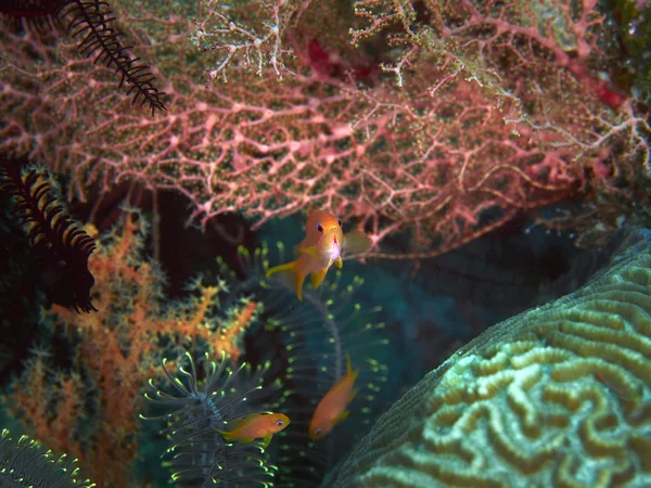 Риба і коралові — стокове фото