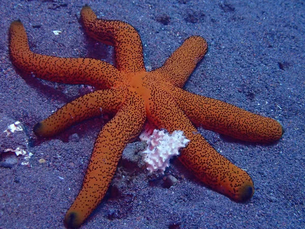 Морська зірка Ліцензійні Стокові Фото