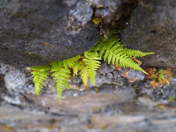 Fern leaves in rock — Stock Photo, Image