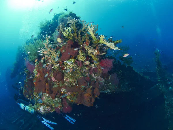 Barriera corallina — Foto Stock