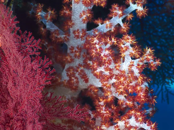 Osito de peluche rojo suave coral — Foto de Stock