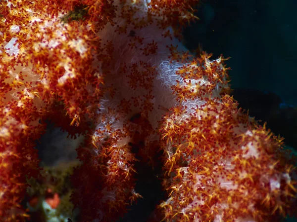 Puha piros teddybear coral — Stock Fotó