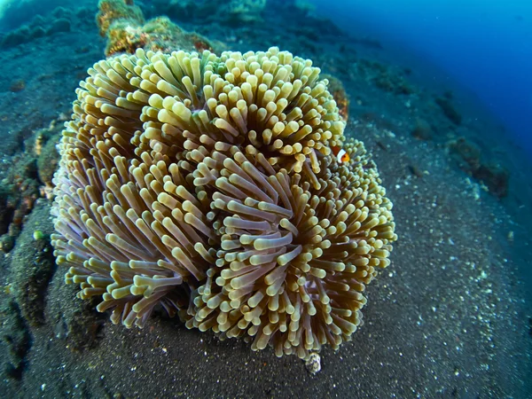 Anemone and anemone fish — Stock Photo, Image