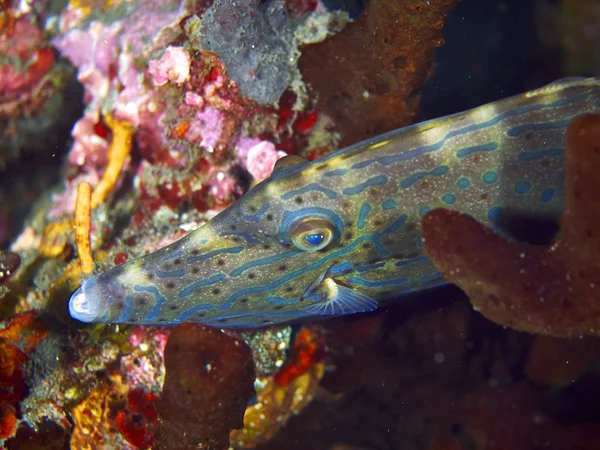 Fische und Korallen — Stockfoto