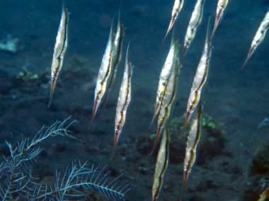 Katı Shrimpfish