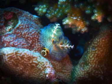 Noel ağacı solucanını