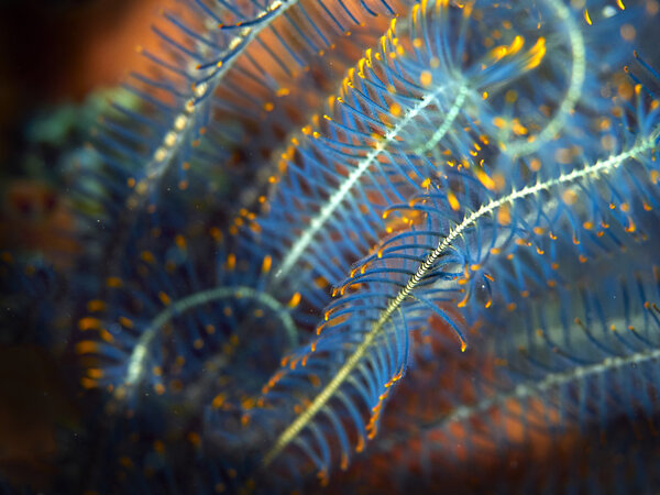 Soft coral — Stock Photo, Image