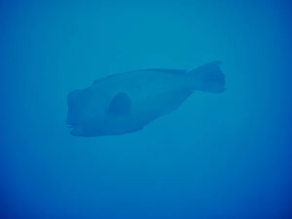 Retrato de um enorme parrotfish cabeça de abóbora — Fotografia de Stock