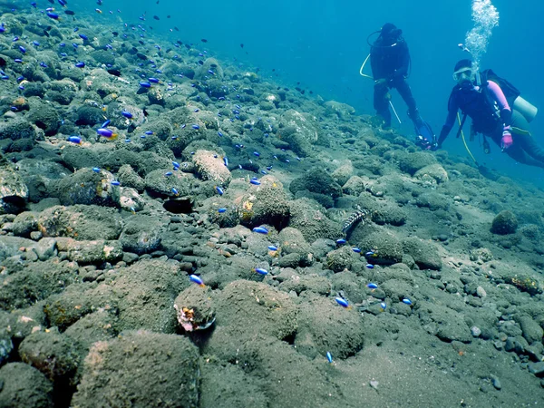 Buceador con coral —  Fotos de Stock