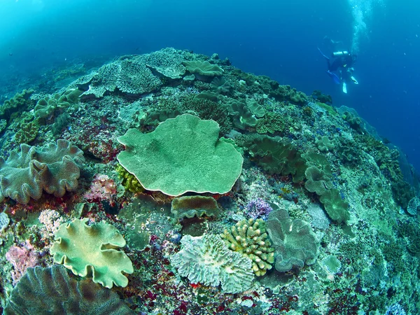 Дайвер с кораллами — стоковое фото
