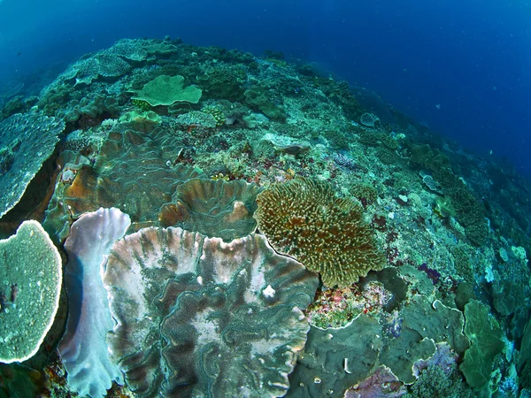 Peces y coral —  Fotos de Stock