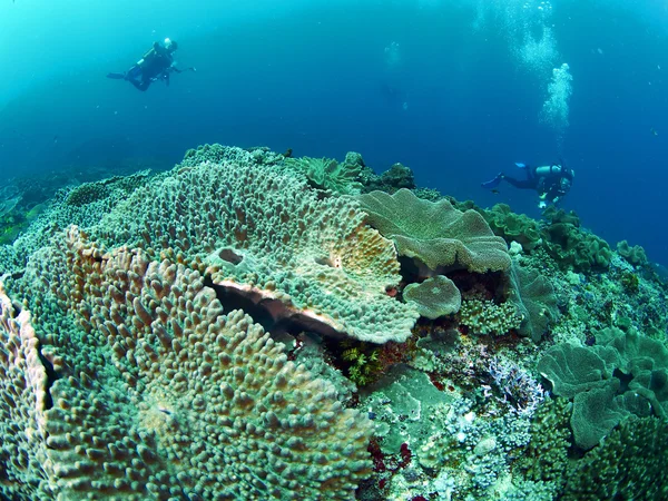 Buceador con coral —  Fotos de Stock