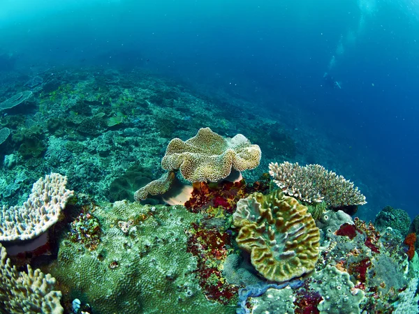 Duiker met koraal — Stockfoto