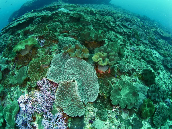 Poissons et coraux — Photo