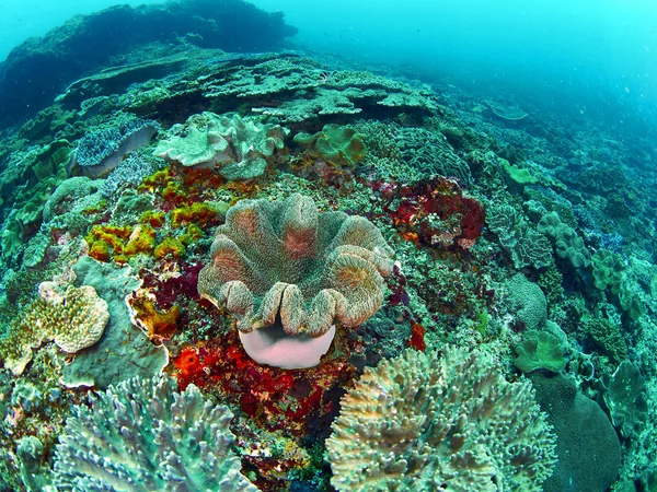 Peces y coral —  Fotos de Stock