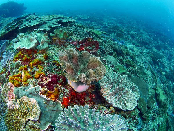 Peces y coral —  Fotos de Stock