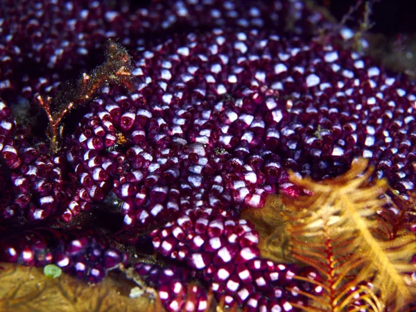 Corallo molle — Foto Stock