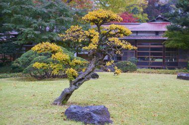 koishikawa korakuen bahçesi