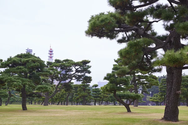 Kara çam ağaçları Kokyogaien Ulusal Gardens — Stok fotoğraf