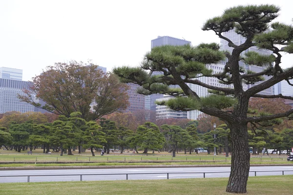 Imperial Palace Outer Garden — Stock Photo, Image