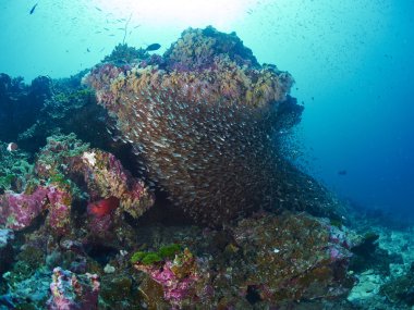 Ricefish / Glassfish, sualtı