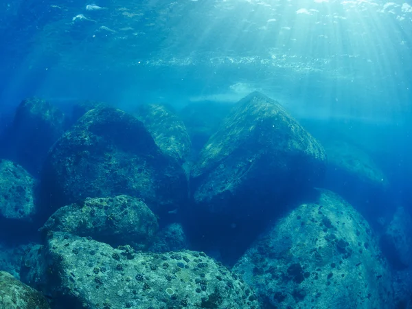 Fische / Glasfische, Unterwasser — Stockfoto