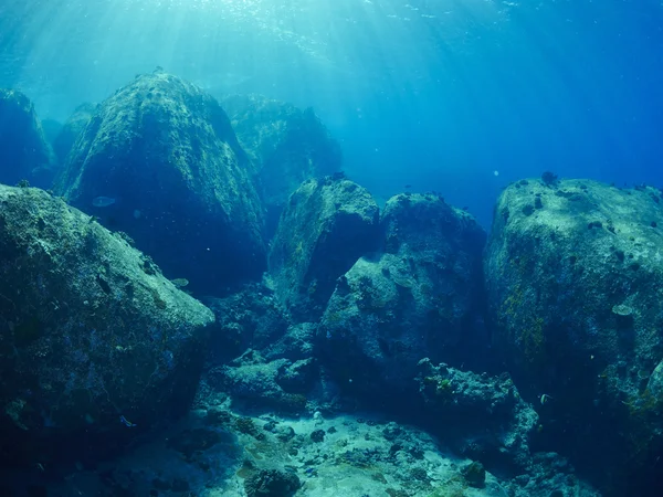 Fische / Glasfische, Unterwasser — Stockfoto