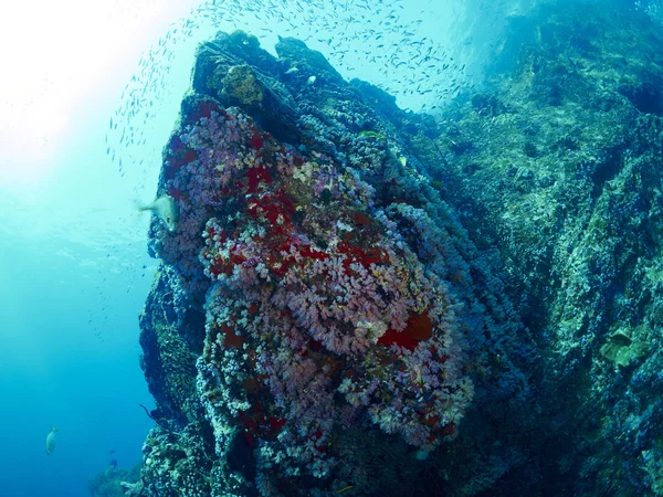 Fische / Glasfische im Unterwasser — Stockfoto