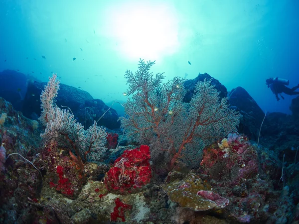 Penyelam dengan karang — Stok Foto