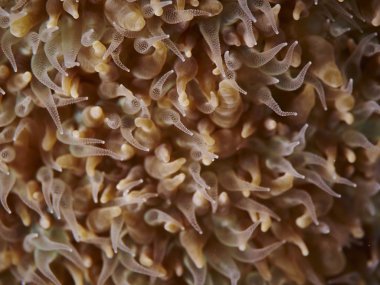 Spotfin Lionfish, sualtı